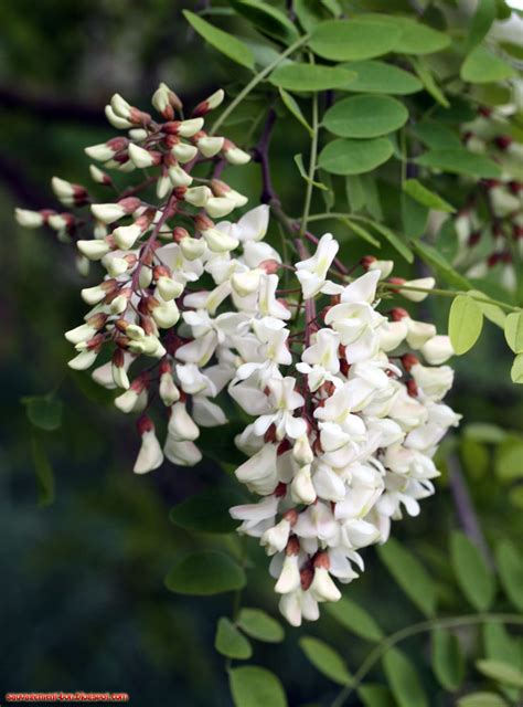 Fleur D Acacia Comestible L Atelier Des Fleurs