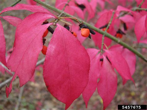 Winged Burning Bush Euonymus Alatus