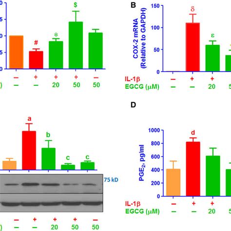 Egcg Up Regulates The Il 1β Decreased Hsa Mir 199a 3p Expression And Download Scientific