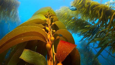 More Seaweed Farming Great For Food Feed And Fuel Insnet