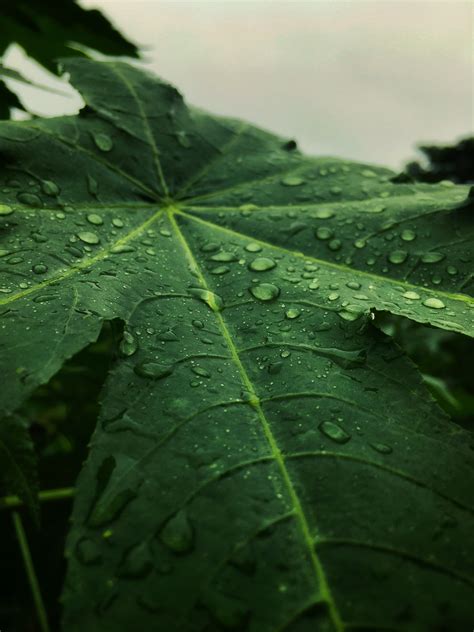 Rain Drop Hd Wallpaper Photos, Download The BEST Free Rain Drop Hd Wallpaper Stock Photos & HD ...