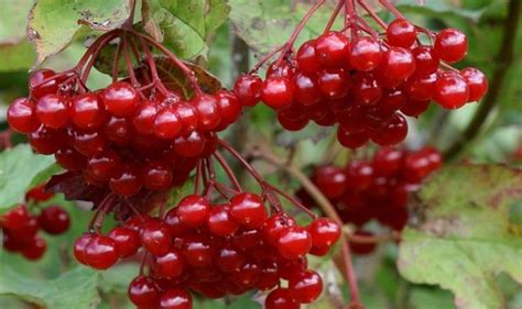 Ягоды красной калины - 10 полезных свойств и противопоказания для здоровья