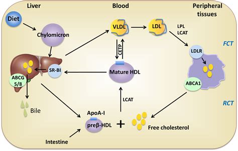 Atypical Functions Of Xenobiotic Receptors In Lipid And Glucose Metabolism