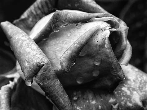 Rose Flower Macro Water Drops Bw Hd Naturaleza Flor Macro Bw Agua