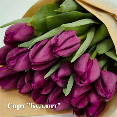 Тюльпан «Буллит» («Bullit») — Саженцы в Орле