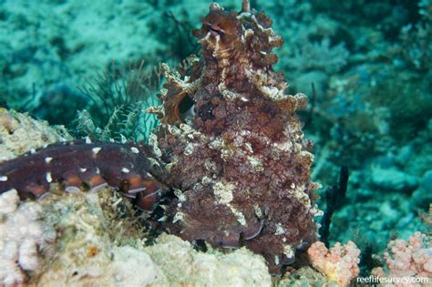 Octopus cyanea - day octopus | Reef Life Survey