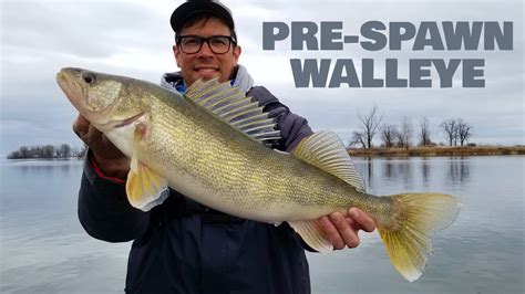 How To Fish For Pre Spawn Walleye The Hunt For Giant Walleye Youtube