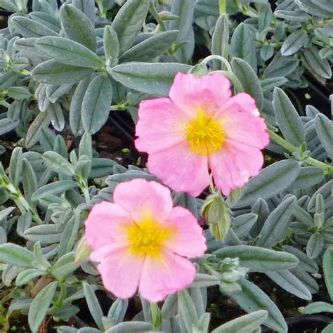 Chuxay Garden Pink Rock Semilla De Flor De Rosa Semillas Raro