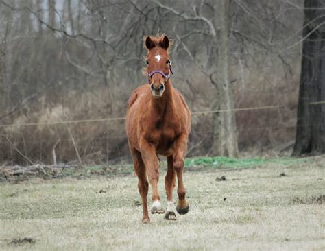 Sports & Outdoor: What best horse for racing