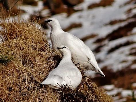 Rock Ptarmigan 2 - Glacier Journey