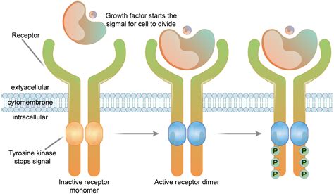 Membranes Free Full Text Specifically Targeted Transport Of Plasma Membrane Transporters