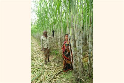 Ishwardi Sugarcane Farming Gains Popularity Among Growers The