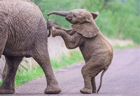 Quantos Coração Tem Um Elefante - Quantos Corações Tem Um Elefante - RETOEDU