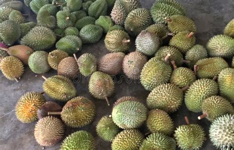 Malaysia Penang Durians Farm Plantation Tasting Tour All You Can Eat