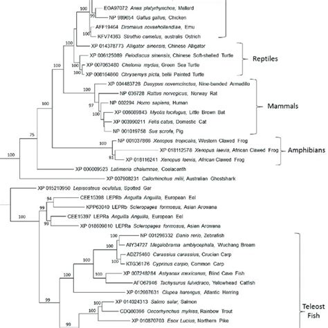 Evolutionary Relationships Of Vertebrate Leptin Receptor Lepr