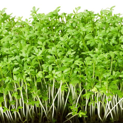 Organic Wrinkled Crinkled Cress Seeds Sweet Yards