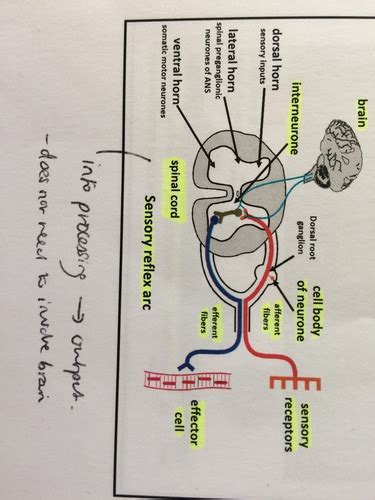 Lecture Peripheral Nervous System Flashcards Quizlet