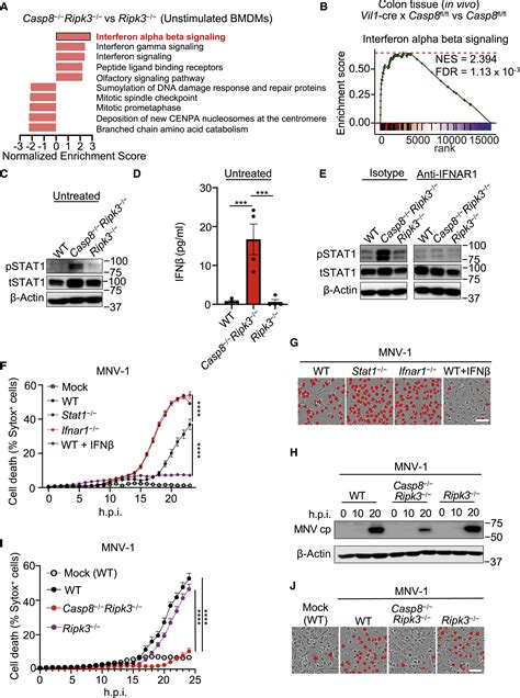 Molecular Mechanism Of RIPK1 And Caspase 8 In Homeostatic Type I