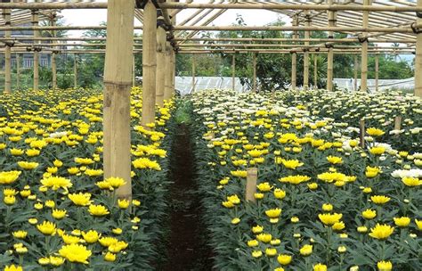 peluang usaha budidaya bunga krisan  analisa usahanya agrowindo