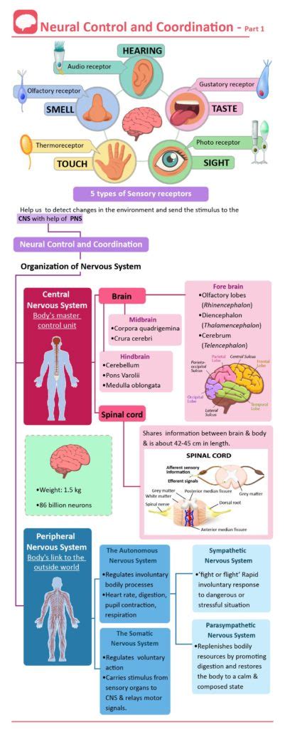 Sensory Receptors Diagram