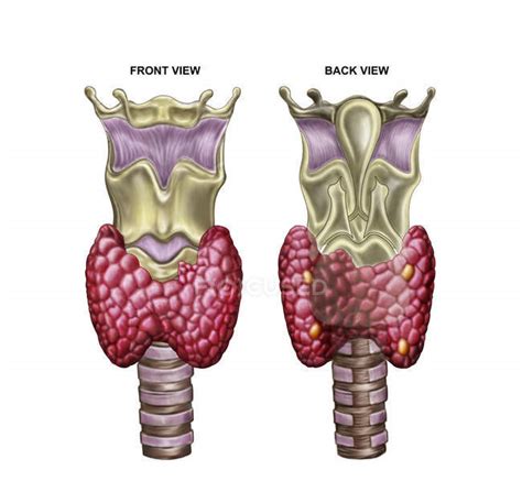 Anatomy of thyroid gland with larynx and cartilage — biology, superior - Stock Photo | #174716878