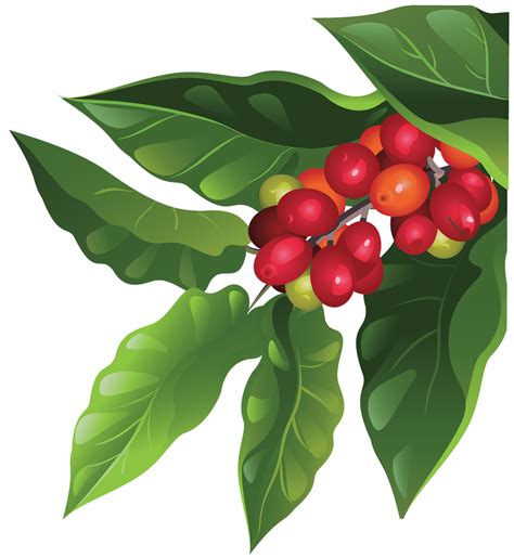 Coffee Plant Illustration Free : Koffie Plant | Bodaswasuas