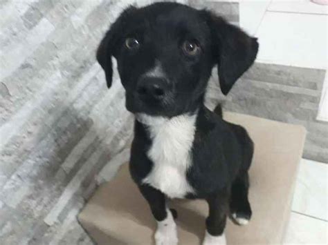 Adoção de Cachorro Santo André SP Sem nome 2 a 6 meses Raça SDR