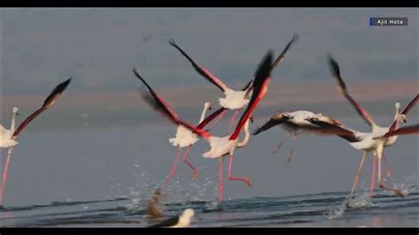 Wild Pink Flamingos Call And Fly In Pattern Largest Of All Flamingos