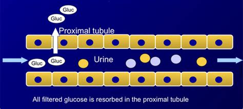 4 Body Fluids Diffusion And Osmosis Flashcards Quizlet