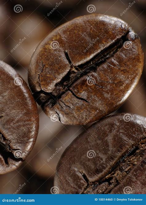 Coffee Bean in Deep Shadows Stock Photo - Image of beverage, aromatic