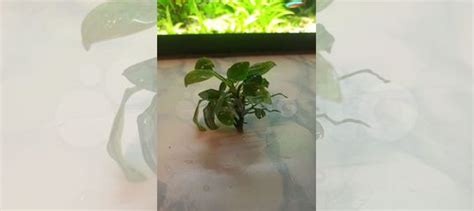 Роголистник купить в Санкт-Петербурге | Животные и зоотовары | Авито