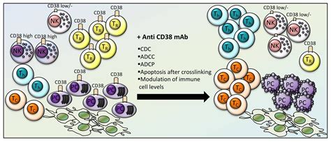 Cells Free Full Text NK Cells And CD38 Implication For Immuno