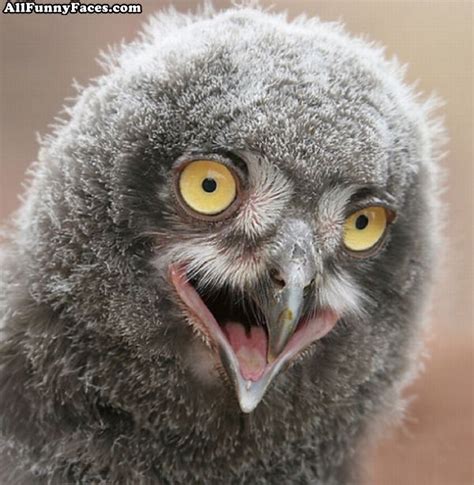 Funny owl face |Funny Animal