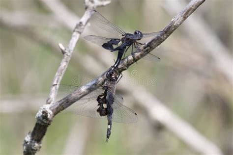 Dragonfly Sex Stock Photos Free Royalty Free Stock Photos From