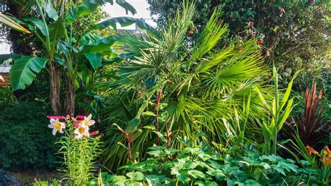 Jungle plants: 16 options for lush and leafy borders | Gardeningetc