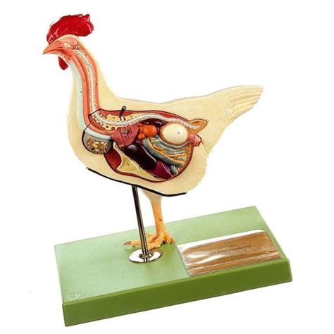 Animal Anatomy Models | Zoological Models | Veterinary Anatomy Models