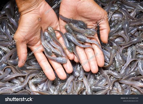 Catfish Breeders Checking Size Baby Catfishes Stock Photo 2221667329 ...