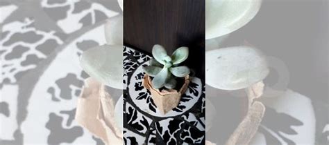 Суккуленты купить в Пензе | Товары для дома и дачи | Авито