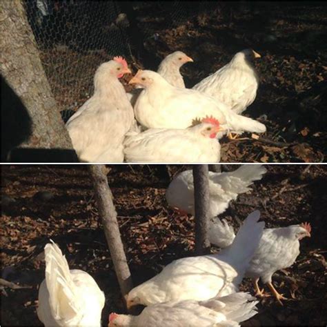 What Gender Are These 3 Month Old White Leghorns Backyard Chickens Learn How To Raise Chickens