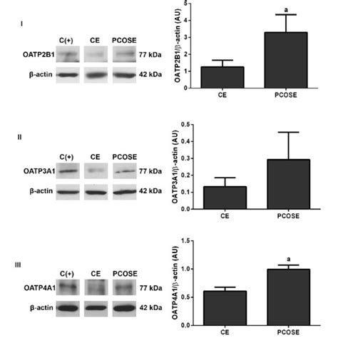 Evaluation By Western Blot Technique Of Transporter Protein Levels Of