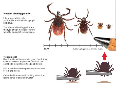 Ticks Carrying Lyme Disease Are Not A Major Threat In Southern