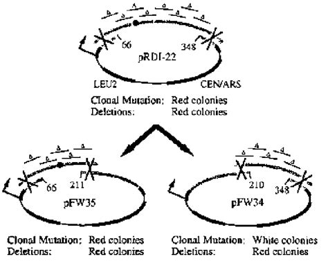 Schematic Diagram Showing The Split Version Of The Functional Assay