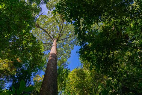 Witness The Worlds Tallest Tropical Tree Kated