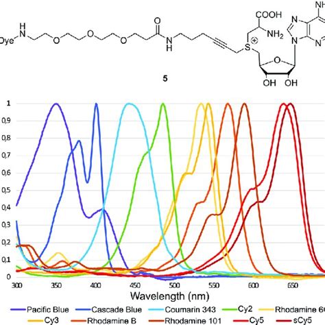 General Structure And Normalized Absorbance Spectra Of The Synthesized