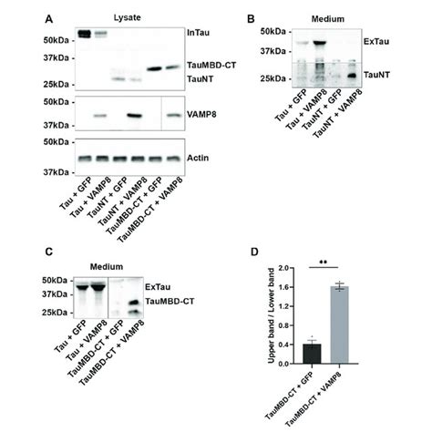 Extracellular Cleavage Of Tau By Caspase N A Cells Were Transfected