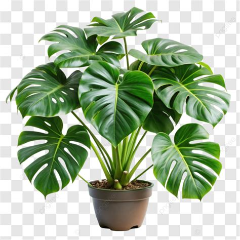 Monstera Aislada Sobre Fondo Blanco Transparente Png Dibujos Olla