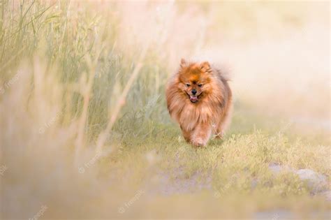 Premium Photo | Cute fluffy pomeranian dog outdoor