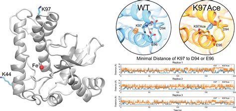 Frontiers Mitochondrial Sirtuin Tcsir Rp Affects Tcsoda Activity And