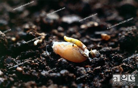 Germination Of A Grain Of Common Wheat Or Bread Wheat Triticum Aestivum Or Triticum Vulgare