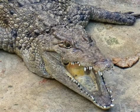 Philippine Crocodile - Facts, Diet, Habitat & Pictures on Animalia.bio